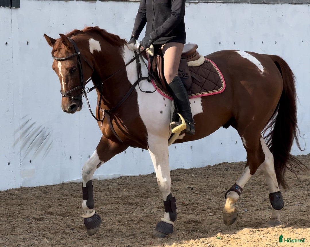 Allround hästar till salu: Unik 7 år valack tävlad 130 felfritt i Finspång - Annons 6