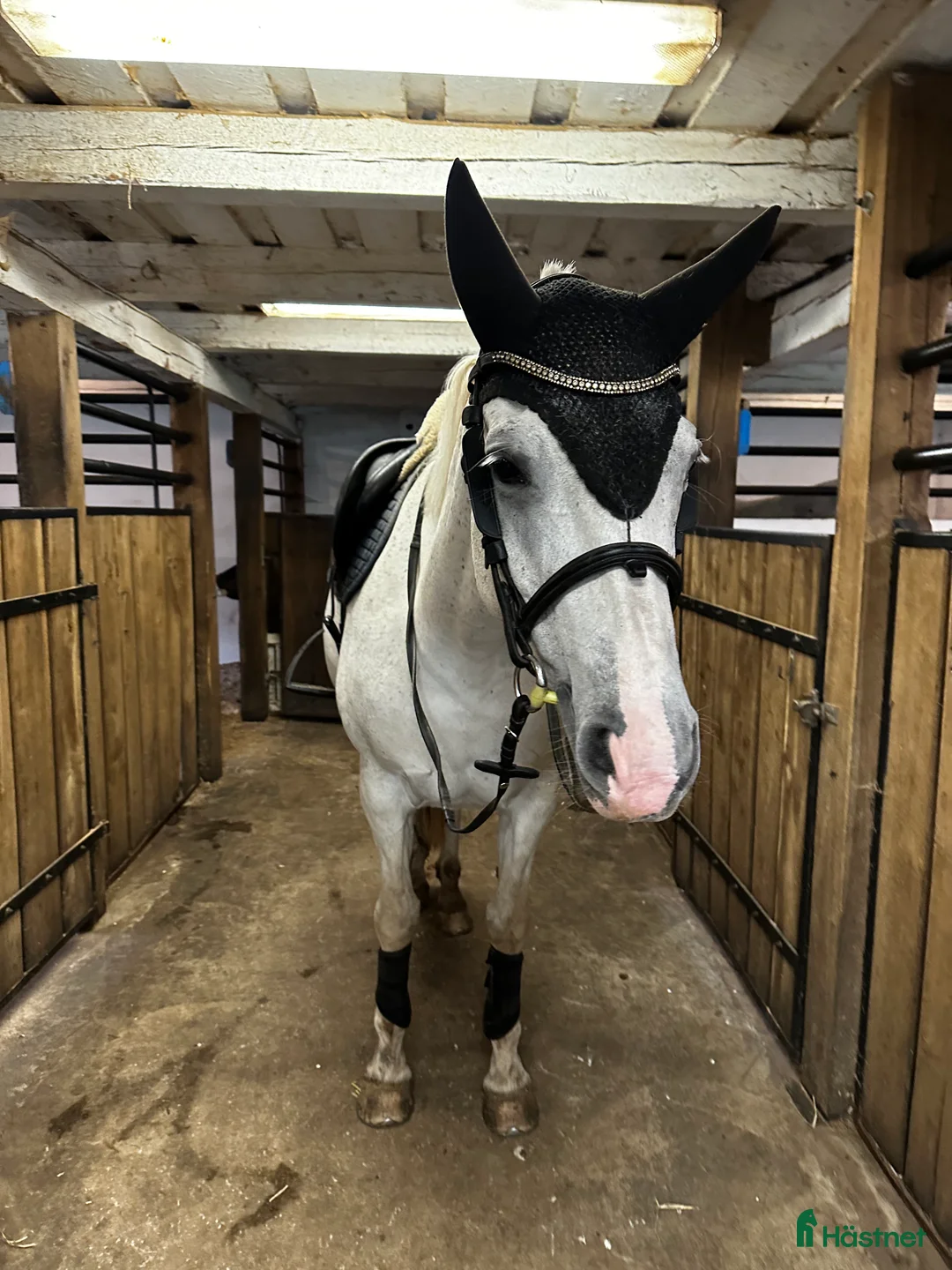 Allround hästar till salu: Fint sto - Annons 2