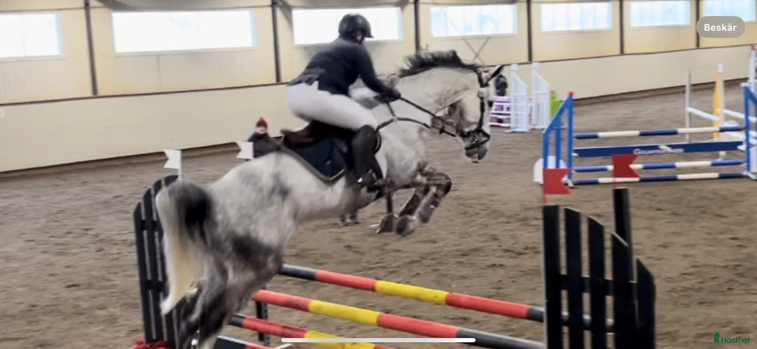  foderhäst sökes: Finns ponnyn för oss? i Norrtälje - Annons 2