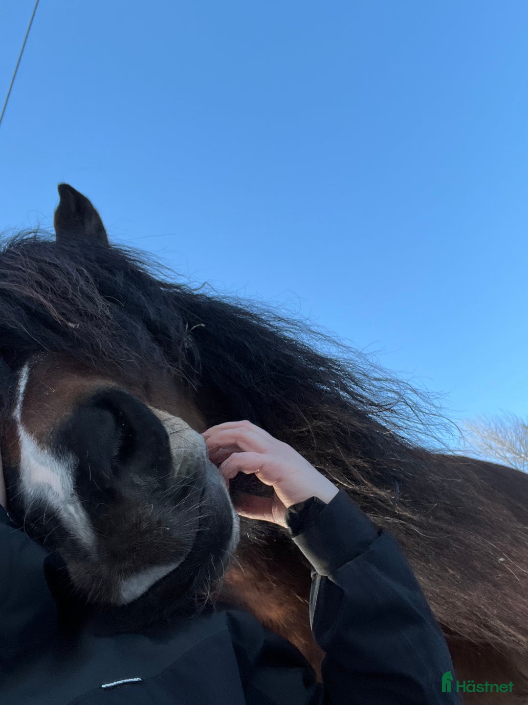 Körning hästar till salu: TINGAD! Dora 🌟 i Årjäng - Annons 5