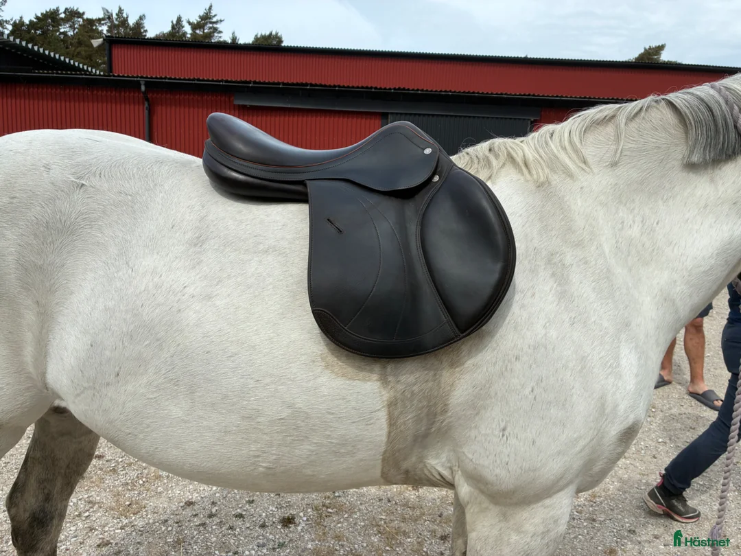 Sadlar hästutrustning till salu: Equipe expression  - Annons 1
