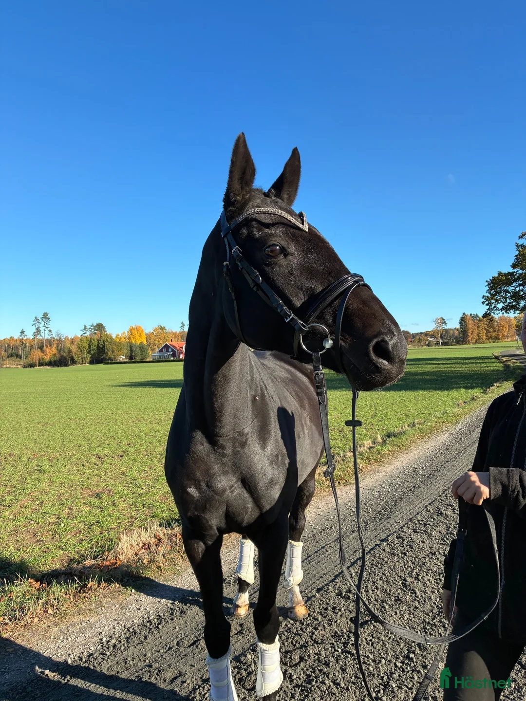 Allround hästar till salu: Hästen med det störta hjärtat - Annons 3