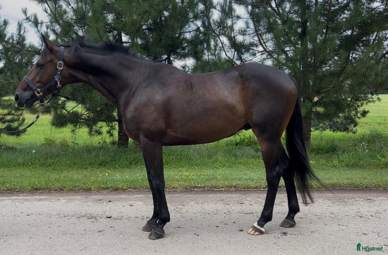  hästar Gorgeous gelding with super Calm mind! - Annons 13