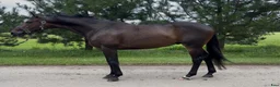 Allround hästar till salu: Gorgeous gelding with super Calm mind! - Annons 1