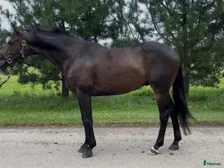 hästar Gorgeous gelding with super Calm mind! - Annons 13