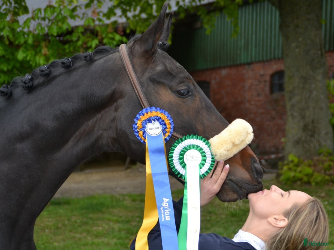 Dressyr hästar till salu: Kvalitet och bra psyke ⭐️ i Göteborg - Annons 5