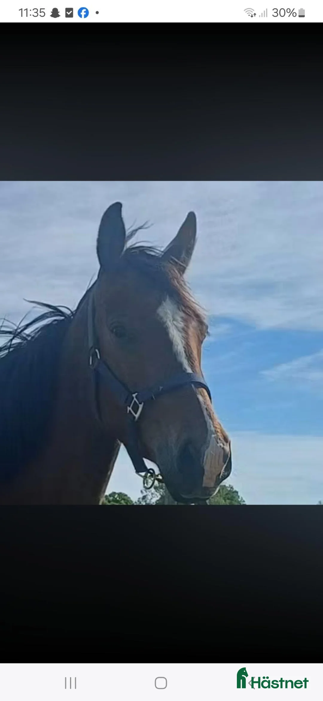 Hoppning hästar till salu: 🐴 ⭐️En spännande härstamning söker nytt hem! ⭐️🐴 - Annons 1