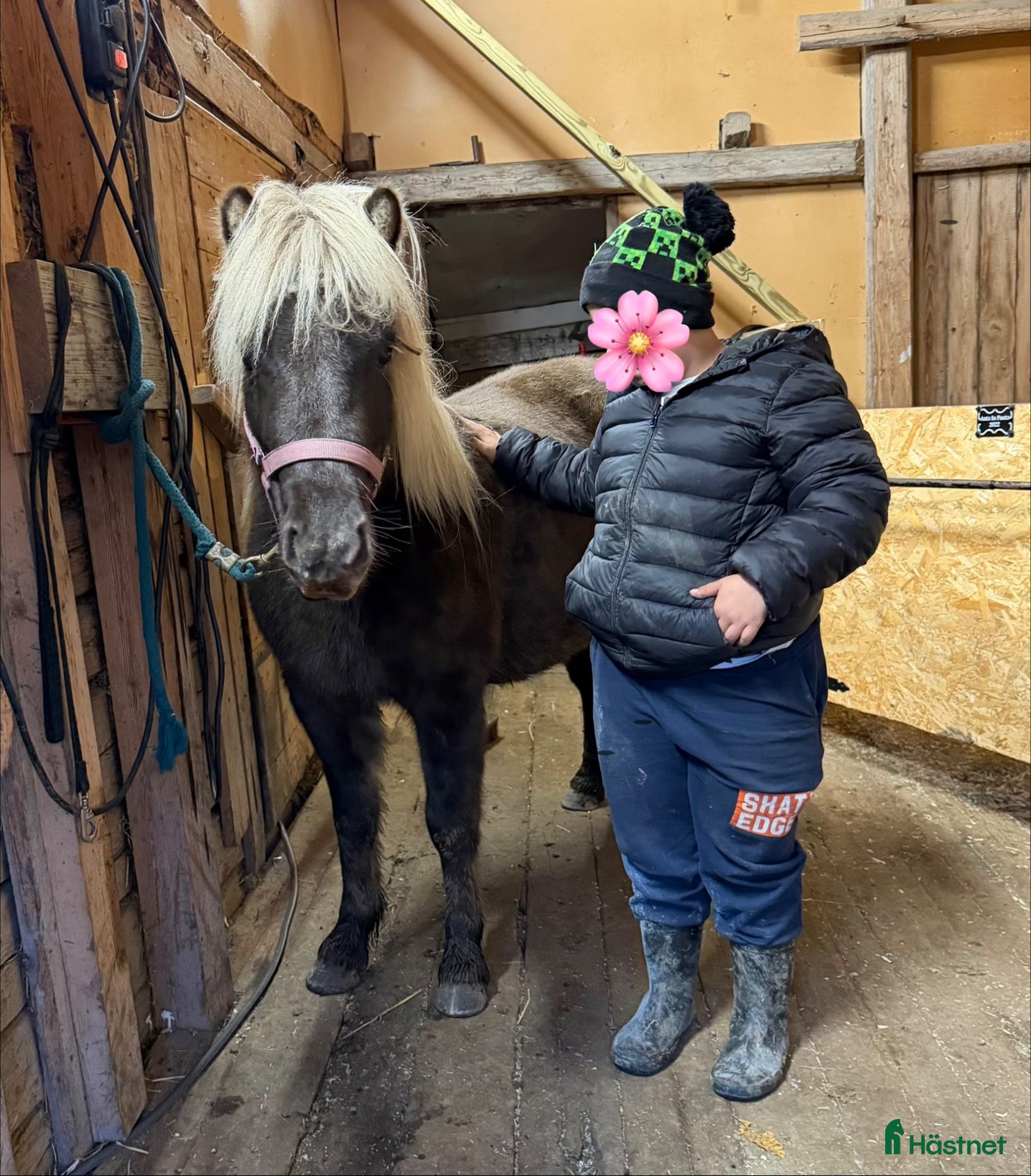  hästar till salu: Barnkär B-ponny - Annons 2
