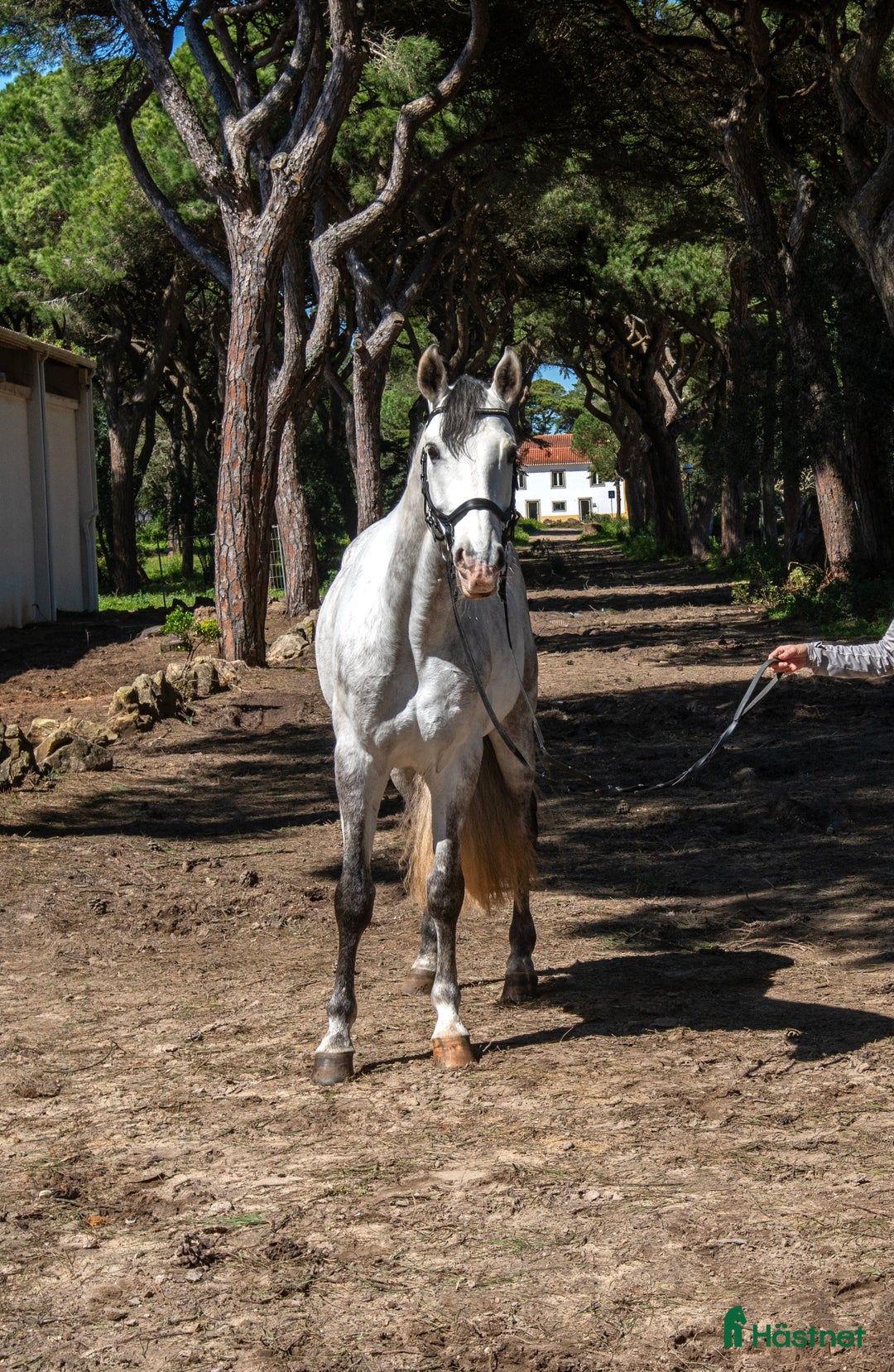 Working Equitation hästar till salu: Härlig Lusitano Valack  i Stockholm - Bild 4