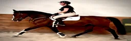 Allround hästar till salu: Luna – Kind & Versatile Mare | Great Jumper! 10yo - Annons 6
