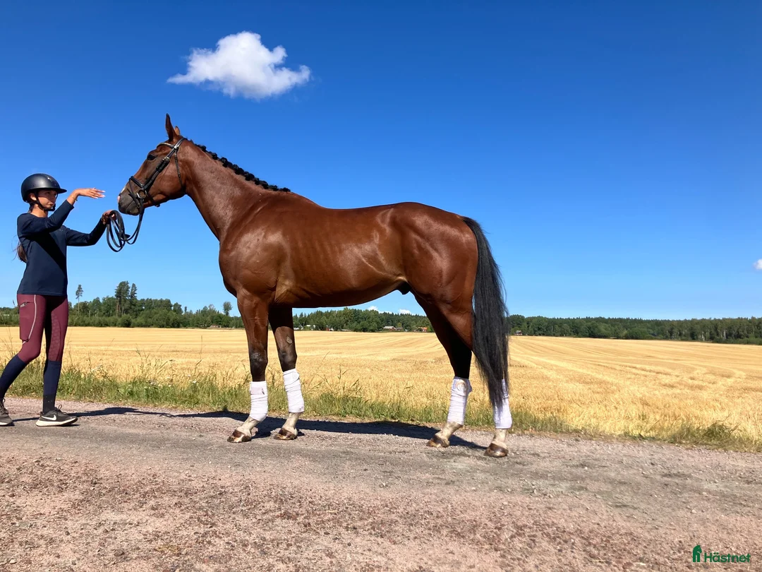Allround hästar till salu: Utvecklingsbar valack  - Annons 4