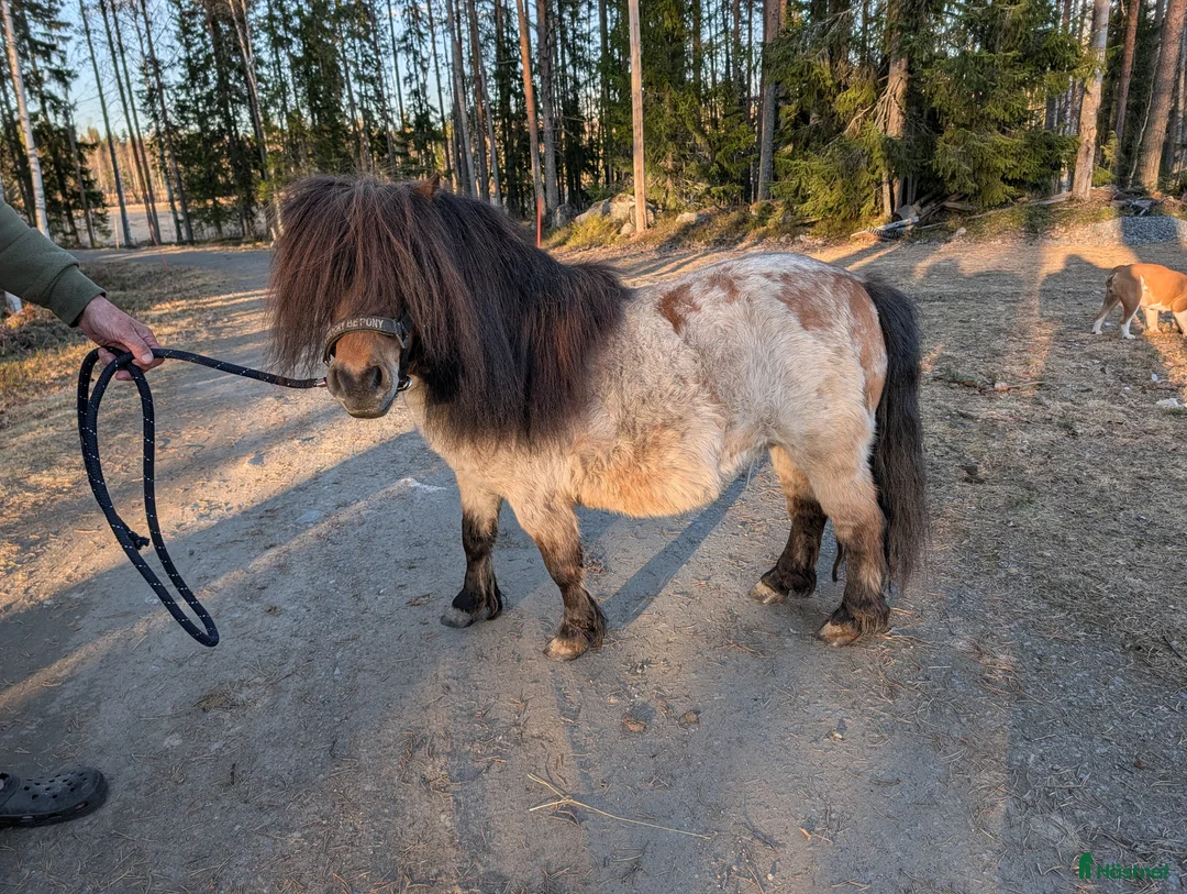 Allround hästar till salu: Fint ministo - Annons 1