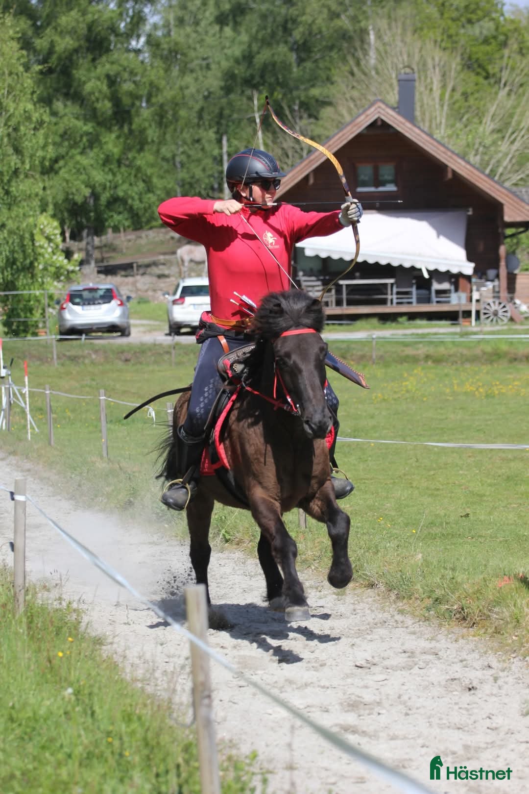 Island hästar till salu: En allsidig Islandshäst  i Kallinge - Bild 4