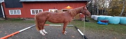 Allround hästar till salu: Unghäststo  i Rörvik - Annons 6