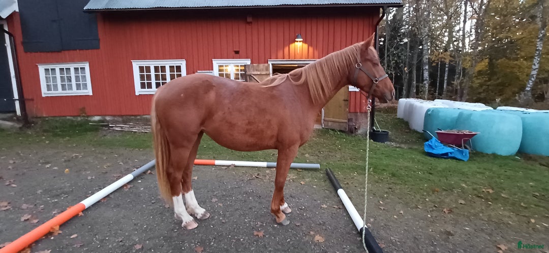 Allround hästar till salu: Unghäststo  i Rörvik - Annons 6