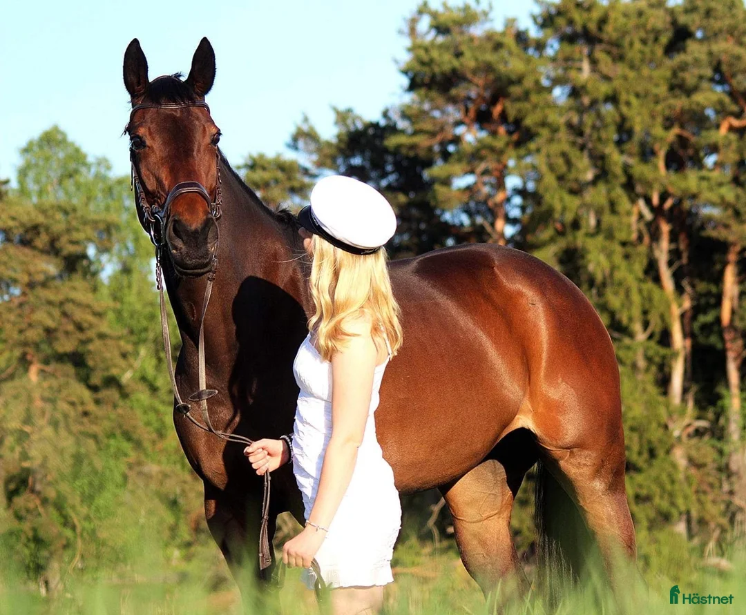 Allround hästar till salu: Fantastiskt sto med personlighet i Åkersberga - Annons 2