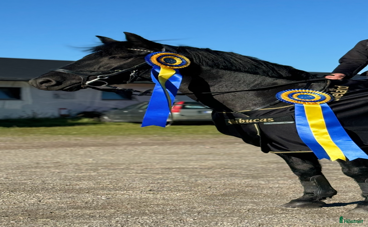  hästar i Munkedal - Annons 13