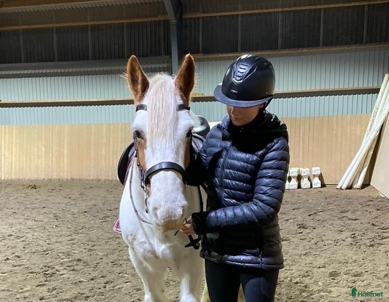 Allround hästar till salu: Supersnäll allround ponny - Annons 1