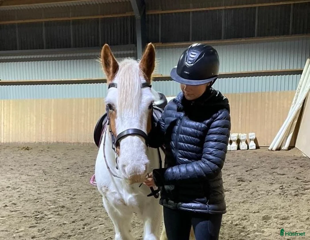 Allround hästar till salu: Supersnäll allround ponny i Vargön - Annons 1