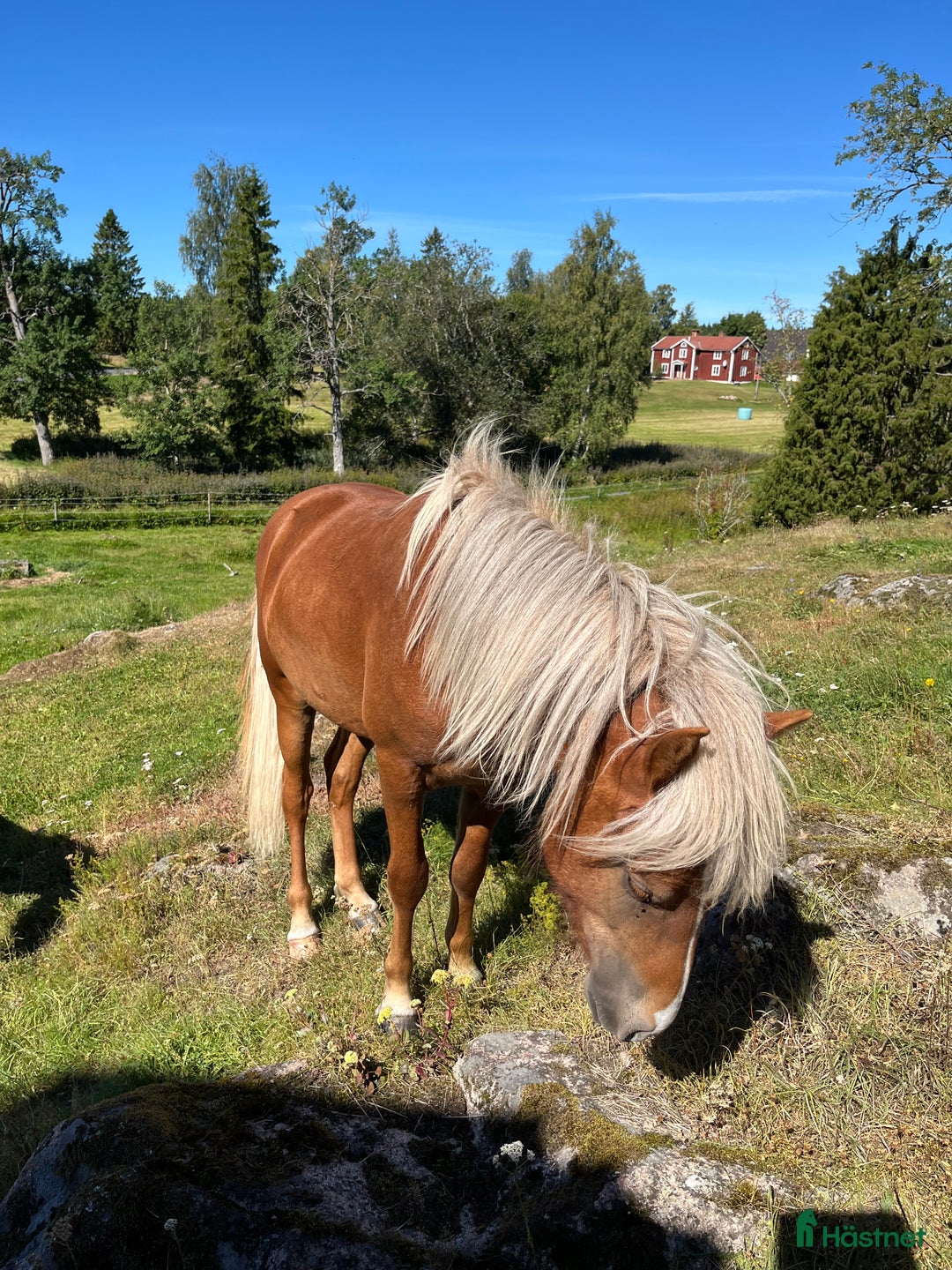 Island hästar till salu: Snäll charmig och snygg hingst i Nässjö - Annons 10