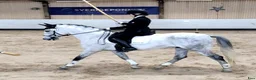 Working Equitation hästar till salu: Mångsidig PRE-valack i Asmundtorp - Annons 2