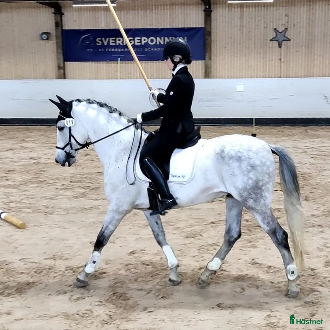Working Equitation hästar till salu: Mångsidig PRE-valack i Asmundtorp - Annons 2