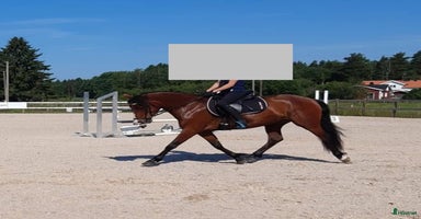  hästar i Frändefors - Annons 15