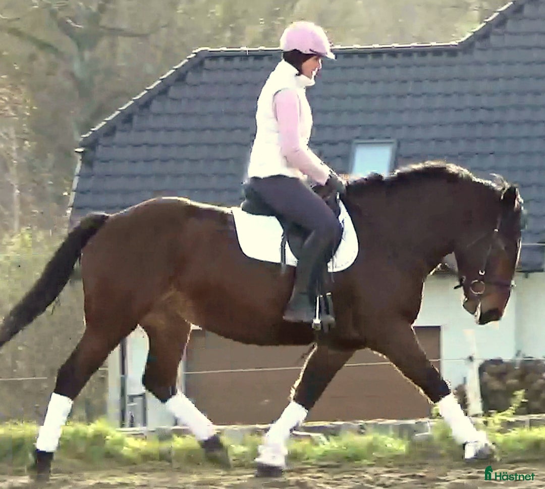 Allround hästar till salu: Gorgeous, sweet and ready for anything allrounder i Örsundsbro - Annons 11