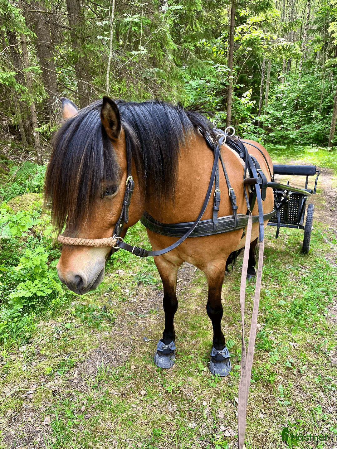 Allround hästar till salu: Allround stark korsning som gillar att hoppa i Söderköping - Annons 17