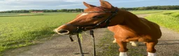 Dressyr hästar till salu: FEI-ponny med massor av ridglädje - Annons 4