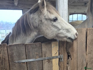 stallplats Lösdrift i Tyringe - Annons 20