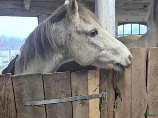 stallplats Lösdrift i Tyringe - Annons 4