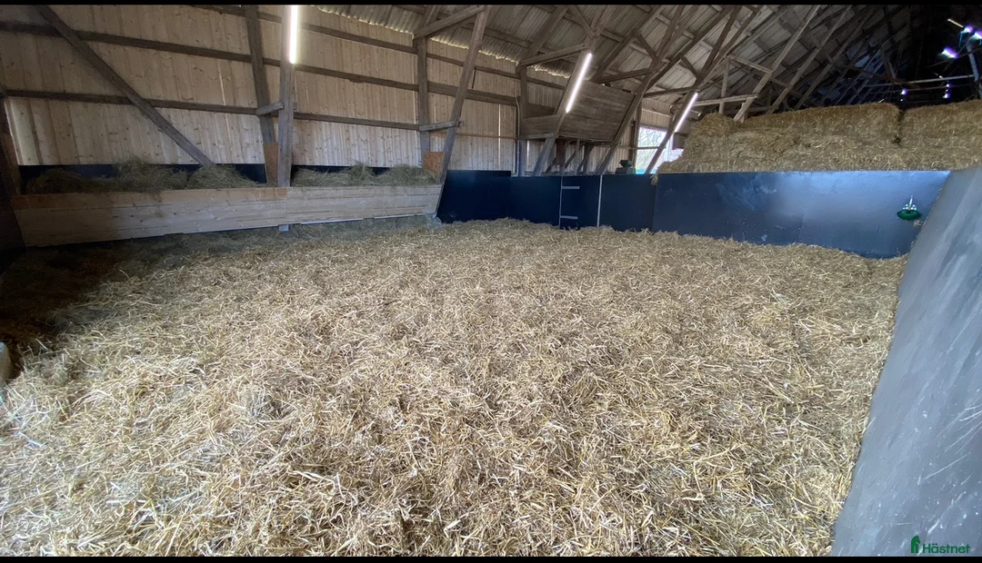  stallplats finnes: Underbar lösdrift!  - Annons 5