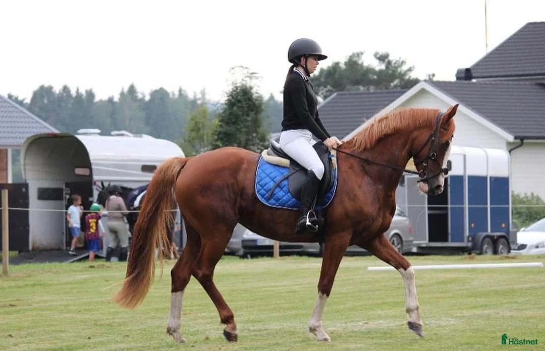  foderhäst sökes: Söker foderhäst i Vårgårda - Annons 2