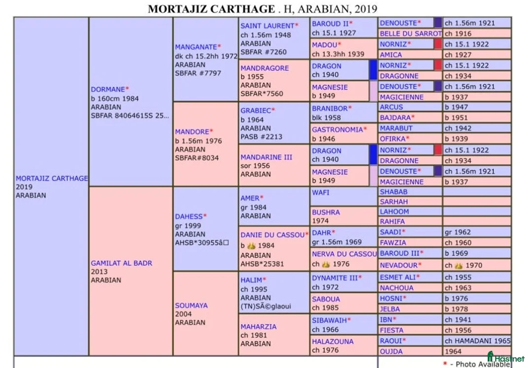 Avelshästar hästar till salu: Hingst Arabian i Nacka - Annons 2