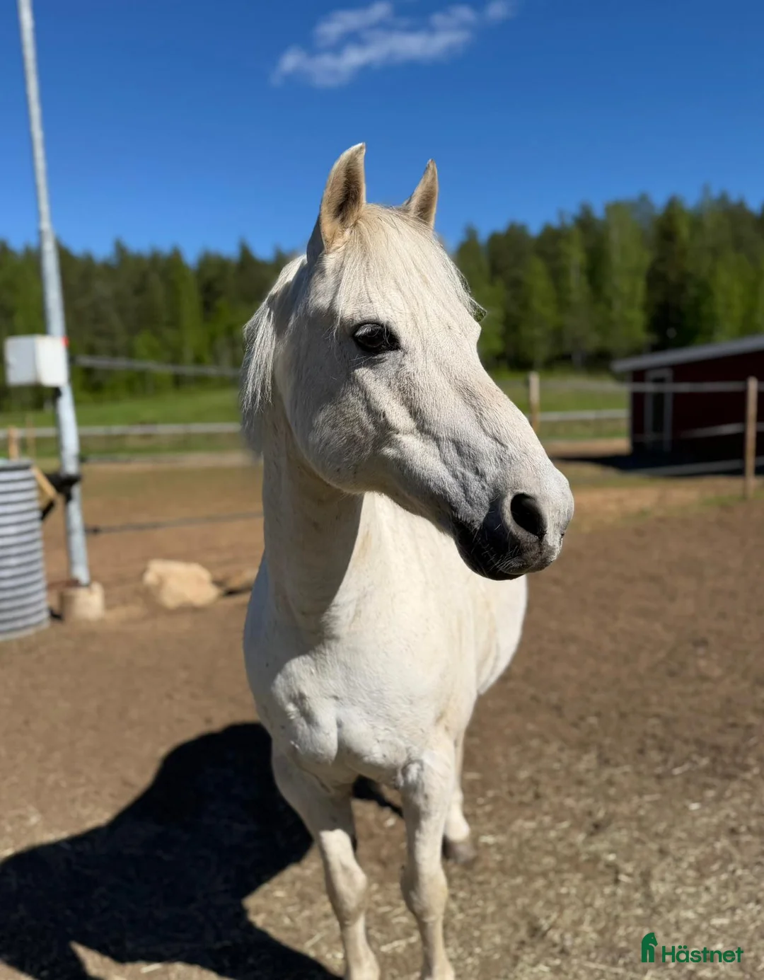 Allround hästar till salu: Läromästare och bästa vän  - Annons 1