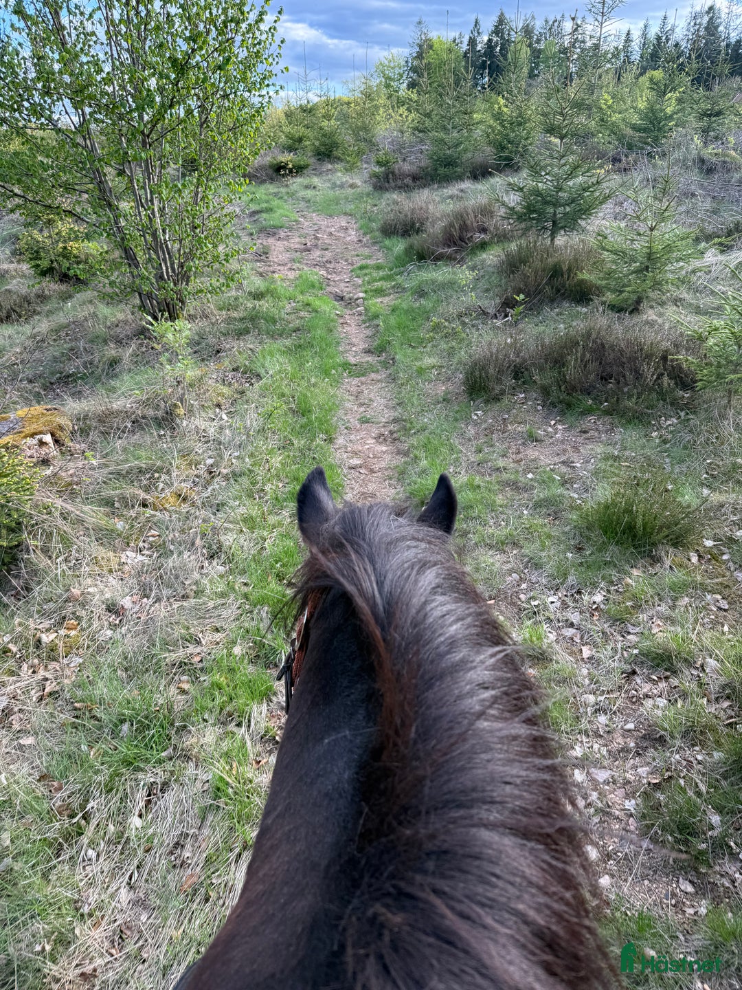  stallplats finnes: Granetorps Framtid 🥰 - lösdrift för islandshästar i Tyringe - Annons 11