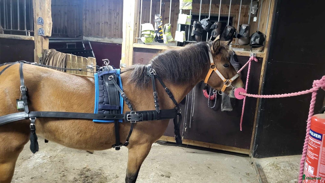 Körselar körning till salu: Parselar ponny Ideal i Västra Ämtervik - Annons 21