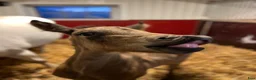 Allround hästar till salu: Fullstammad Connemara Hingst e Bjennesby Axwell i Falköping - Annons 7