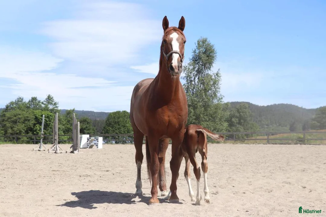 Avelshästar hästar till salu: Unghest klar for 5 års klassene - Annons 7