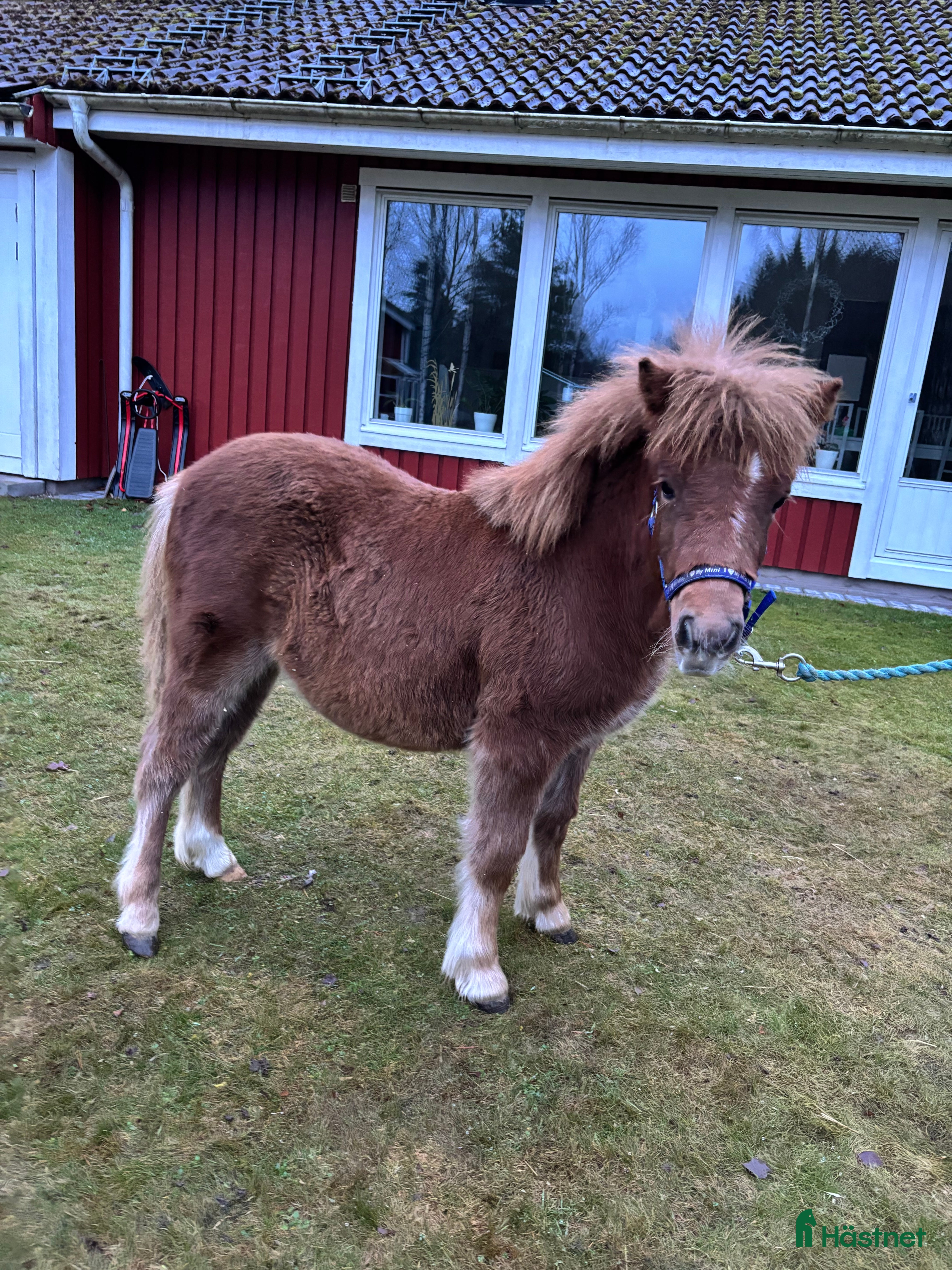  hästar Hingstföl i Vetlanda - Annons 12