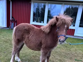 hästar Hingstföl - Annons 7