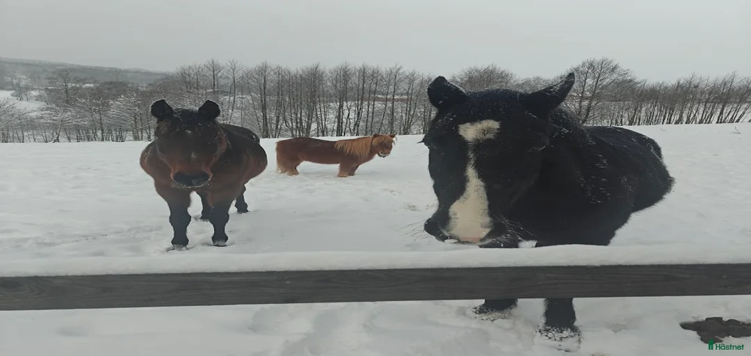 Galleribild {{count}}