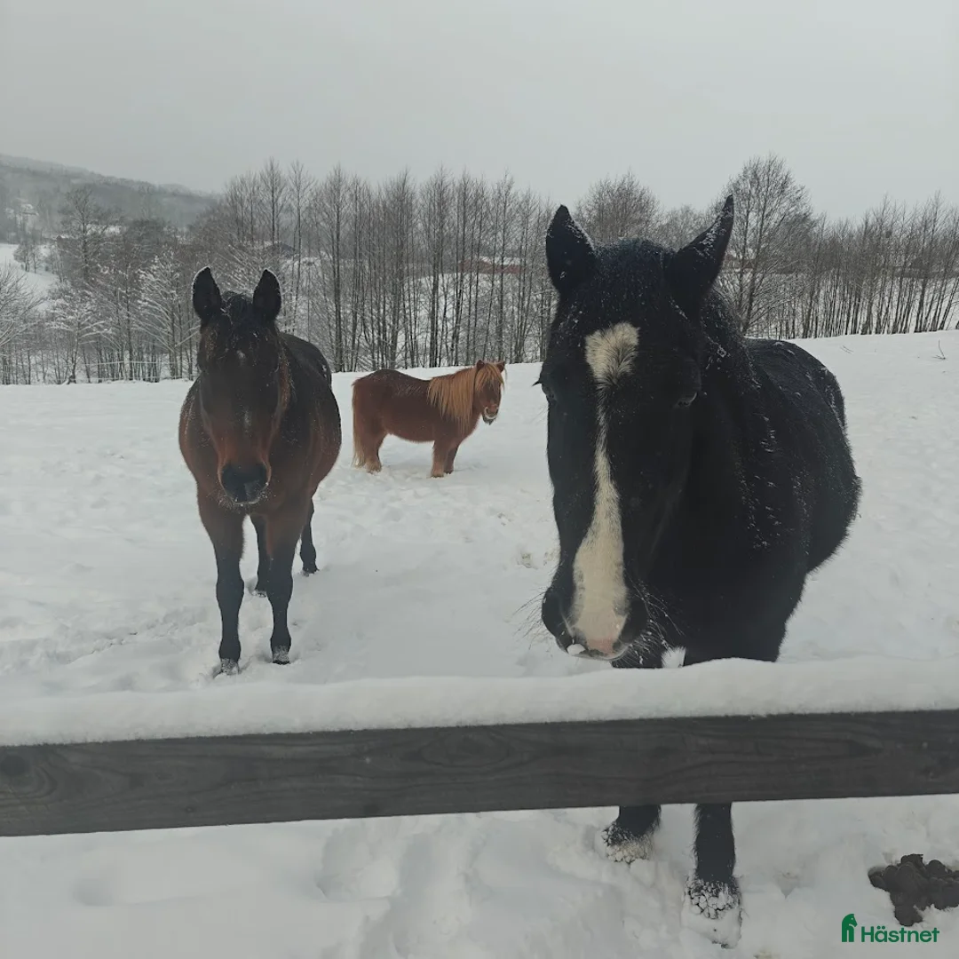 Galleribild {{count}}