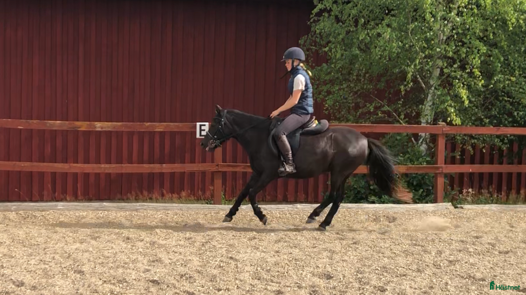  hästservice finnes: Inridning / utbildning i Munka-ljungby - Annons 3