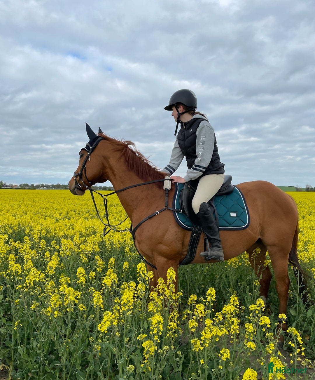 Allround hästar till salu: Fantastiskt fullblod i Löddeköpinge - Annons 6