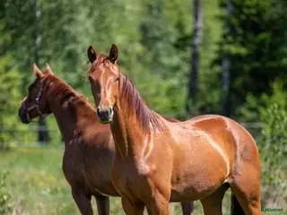 hästar 4år sto e Van Vivaldi - Annons 4