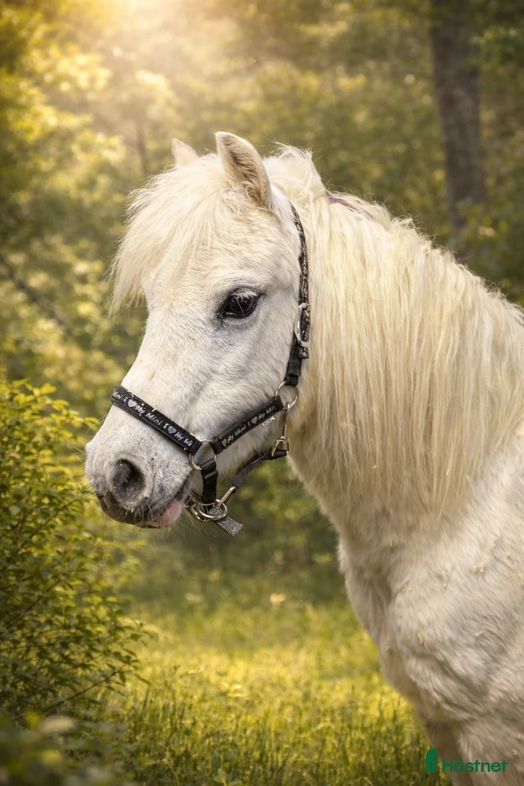 Allround hästar till salu: Prinsessa till sällskap/promenadridning  - Annons 1