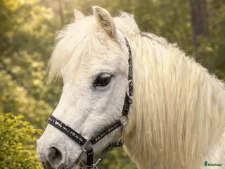 hästar Prinsessa till sällskap/promenadridning - Annons 1