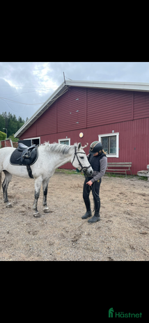 hästar i Sundsvall - Annons 10